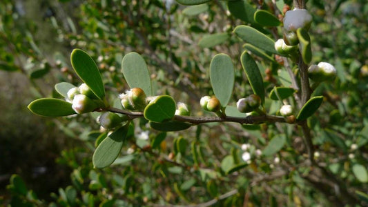 tea tree essential oil benefits